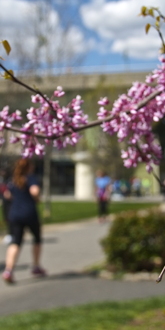 Cherry blossom tree close up with people running and walking on trail in the background.