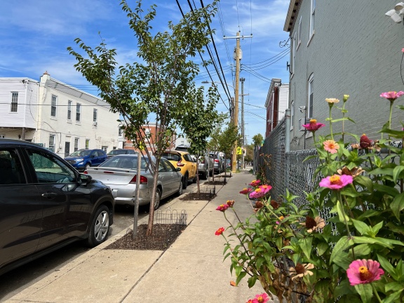 Street Trees