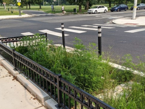 rain garden