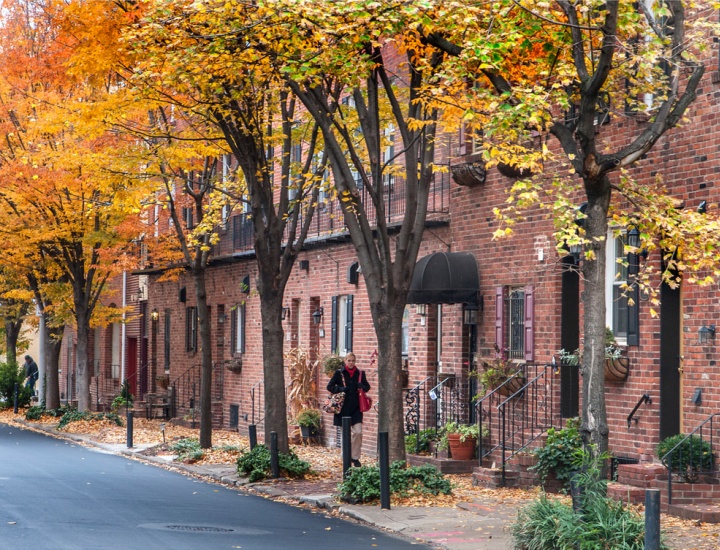 Street trees